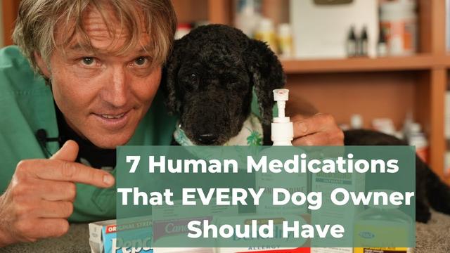 can-dogs-take-augmentin-what-you-need-to-know