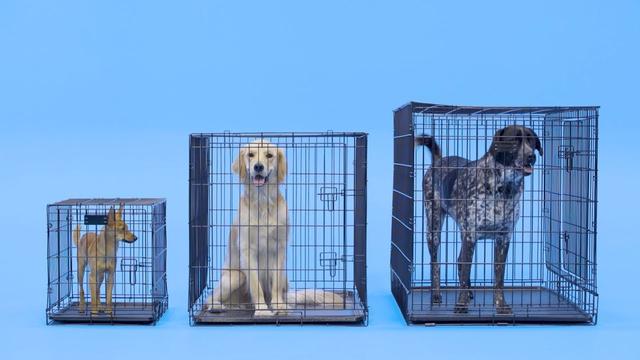 How Big Is A 30 Lb Dog Understanding The Size Of A 30 Pound Dog