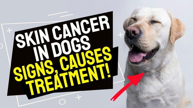 Cyanosis in Dogs Pictures: Causes, Symptoms, and Treatment