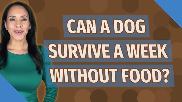 Cu Nto Tiempo Puede Pasar Un Perro Sin Comer Antes De Morir Datos