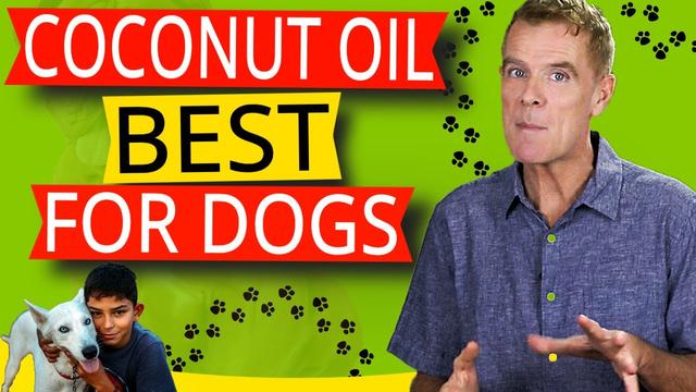 Can A Dog Overdose On Coconut Oil: What You Need To Know