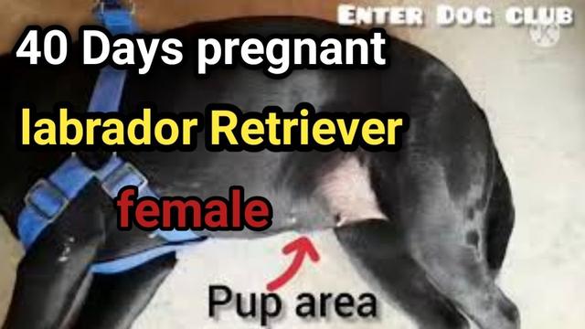 40-days-pregnant-dog-symptoms-what-to-expect