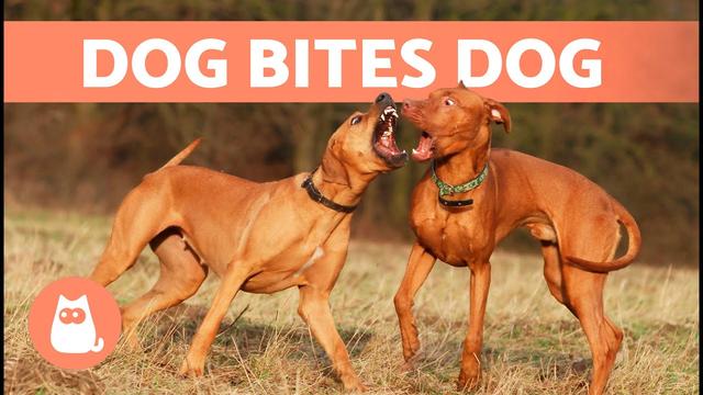 Wordt mijn hond afgemaakt als hij een andere hond aanvalt? Nuttige