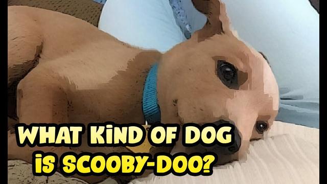 Quelle est la race du chien Scooby Doo ? Découvrez le mystère qui se