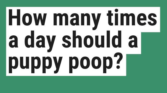 how-to-deal-with-a-puppy-that-poops-8-times-a-day-effective-tips-and