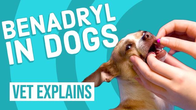 Understanding the Side Effects of Benadryl in Dogs: What Every Pet ...