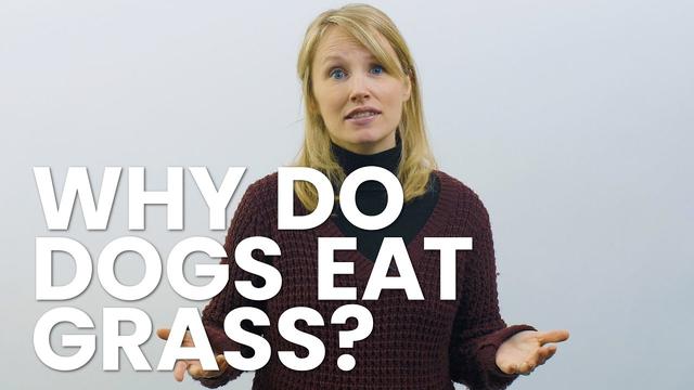 Image showcasing Healthy Alternatives to Dogs Eating Grass: Tips and Tricks