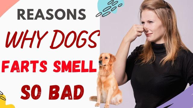 Why Do My Dog's Farts Smell Like Rotten Eggs: Causes and Solutions