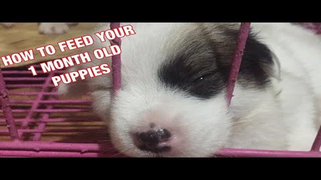 Feeding Guide for 1 Month Old Puppy: Essential Food Tips