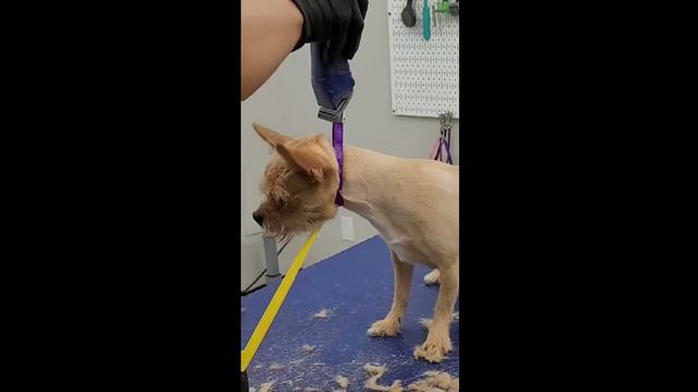 Benadryl for Dogs: Benefits, Dosage, and Risks - WebMD - Darvocet And Benadryl In Dogs Side Effects