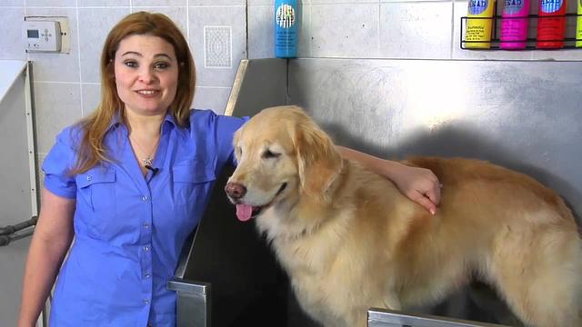 One of the advantages of DIY home grooming is that you can ... - Facebook