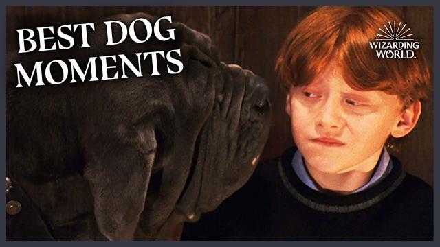 Che tipo di cane aveva Hagrid: La misteriosa creatura del mondo di