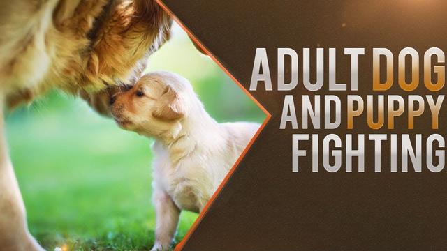Tips for Handling Older Dogs Playing Rough With Puppies