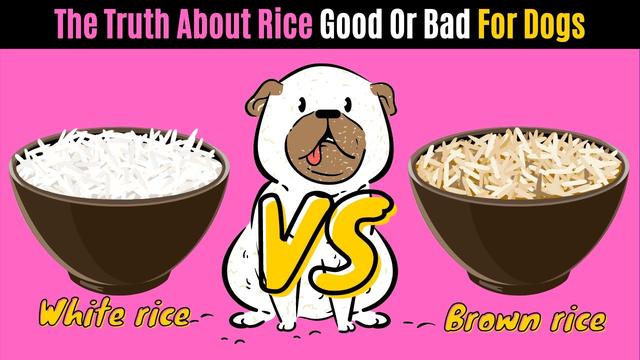 dietary-considerations-for-diabetic-dogs-brown-rice-inclusion-petshun