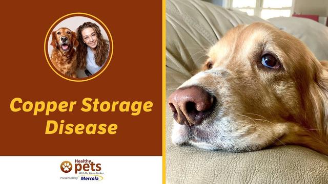 understanding-the-life-expectancy-of-dogs-with-copper-storage-disease