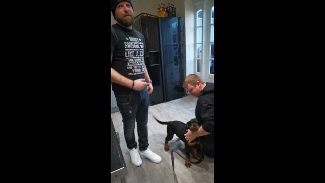 Effectieve manieren om een hond te straffen voor plassen in huis