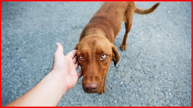 Können Hunde gute Menschen erkennen: Die Erforschung der Fähigkeit von
