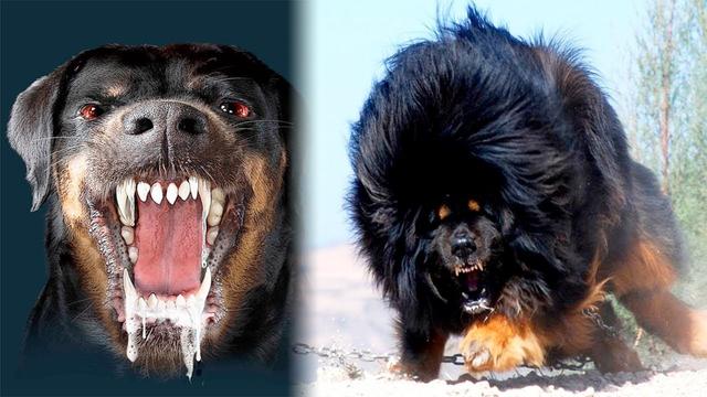 Race Chien M chant Chiens M chants Dangereux EVUEL race-chien-m-chant-chiens-m-chants-dangereux-evuel