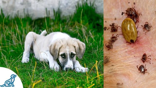 Coût du test de dépistage de la maladie de Lyme chez le chien : Combien