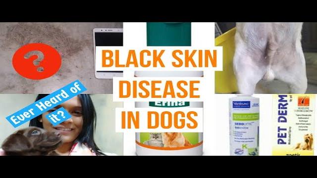 Picture of Dogs Skin Turning Black: Causes, Symptoms, and Treatment