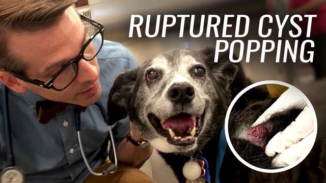Photos d'un kyste rompu sur un chien - Ce qu'il faut savoir