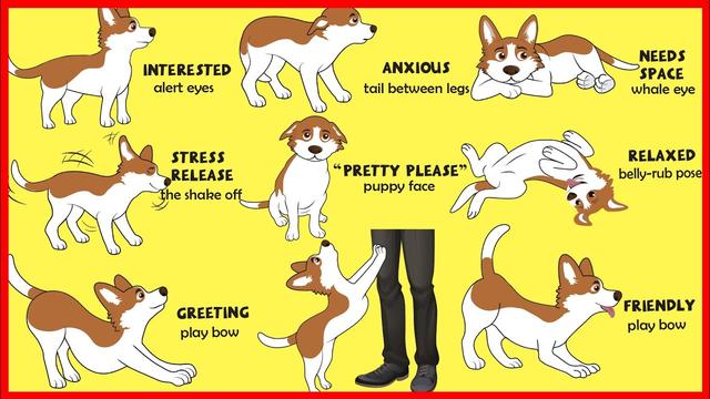 the-meaning-behind-dogs-stretching-explained-website-name