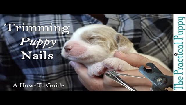 can you trim 2 week old puppies nails