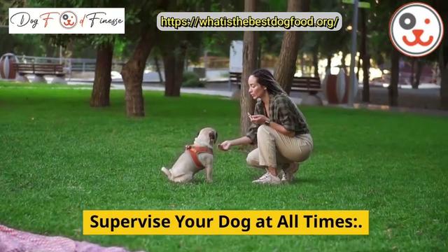 Techniques efficaces pour apprendre à votre chien à ne pas attaquer les