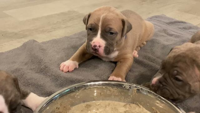 can-3-week-old-puppies-safely-eat-wet-food-everything-you-need-to-know