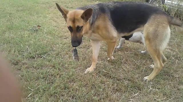 Os cães comem ratos: Compreender o comportamento alimentar do seu cão