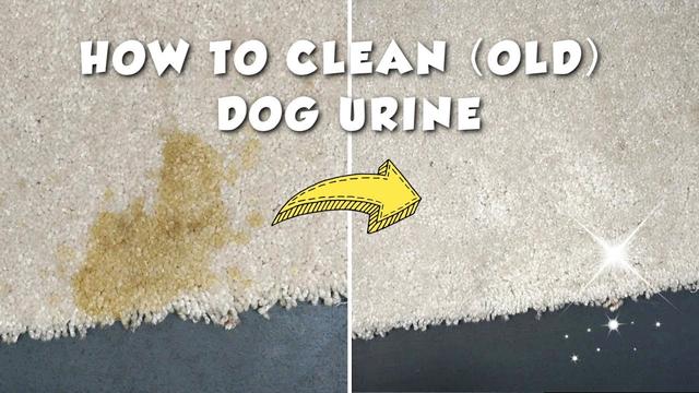 Méthodes efficaces pour enlever les taches de pipi de chien séché sur