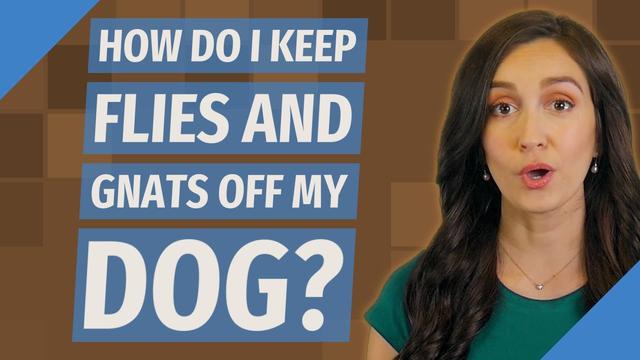 Cool Review About Gnats On Dogs