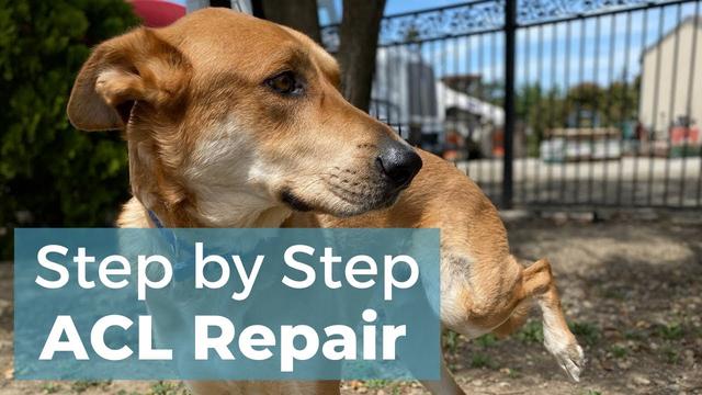 canine-acl-healing-time-surgery-free-recovery-process-explained