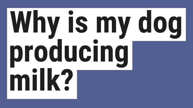 why-is-my-dog-leaking-milk-causes-treatment-and-prevention