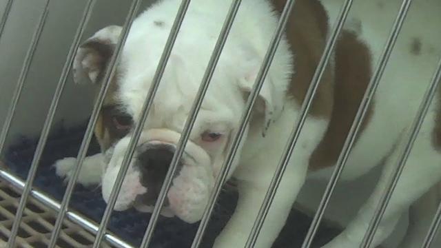 How Much Is A Dog From Petland? Everything You Need To Know