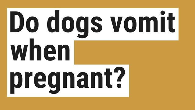 why-do-female-dogs-throw-up-when-pregnant-explained