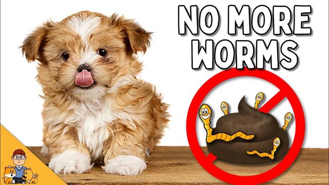 Best Time To Deworm Puppies: Morning or Night? Find Out Here!
