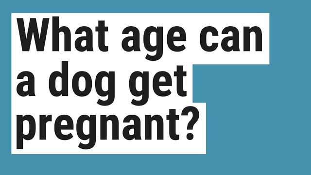 Kan een hond van 6 maanden zwanger worden? Hoe vroeg kunnen honden