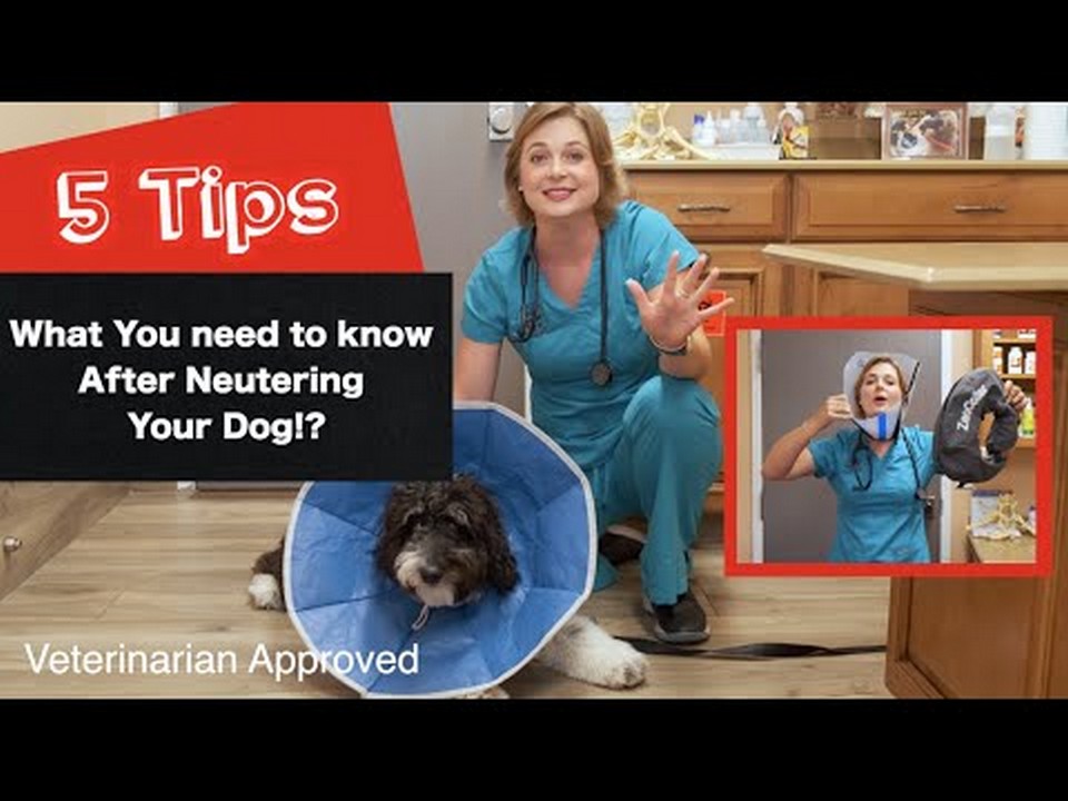 Can Dogs Lick Their Incision After Neutering?
