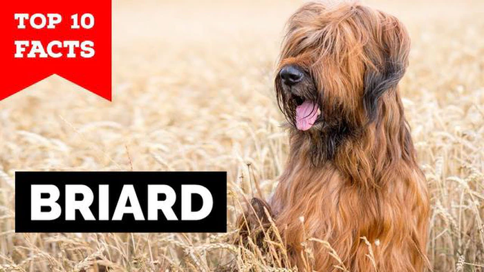 Preço do cão Briard: Quanto custa um cão Briard?