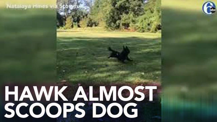 Quanto può essere grande un cane per un falco? Esplorare la relazione predatore-preda
