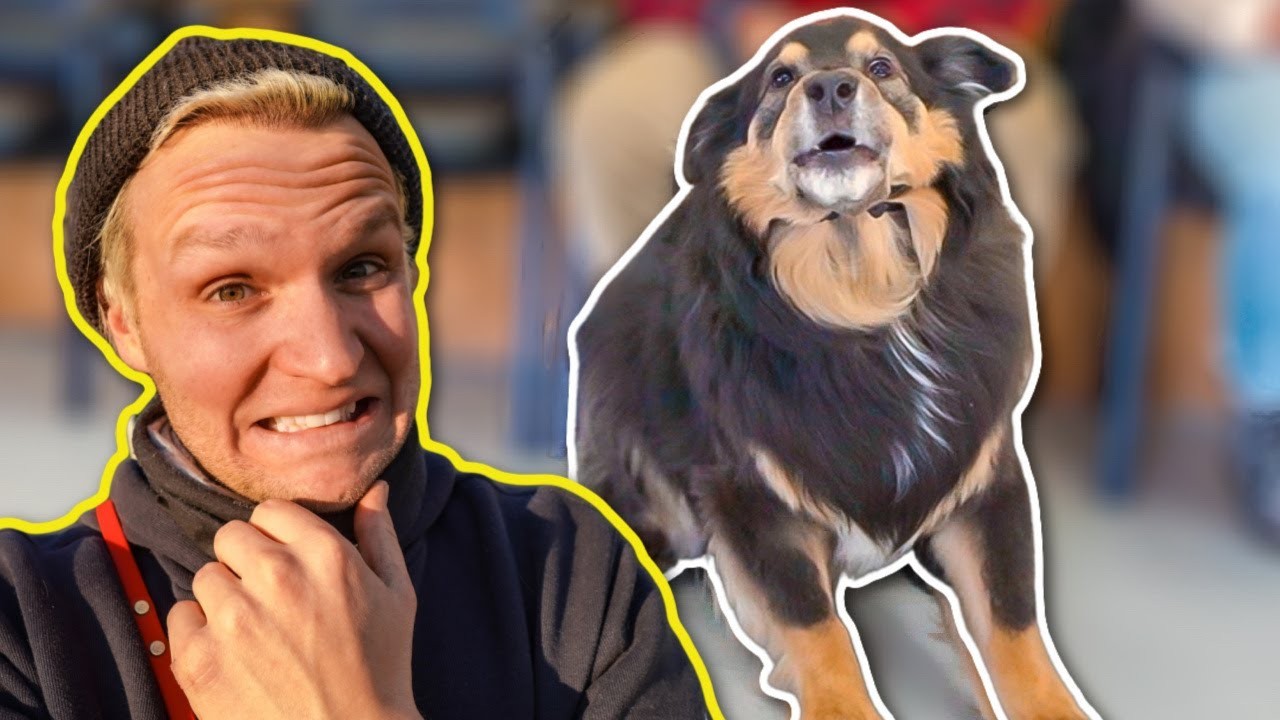 Neigen Hunde dazu, zu beißen, wenn sie Angst haben?