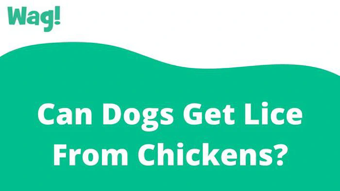 Können Hühner Flöhe von Hunden bekommen: Was Sie wissen müssen - Veterinary Guide