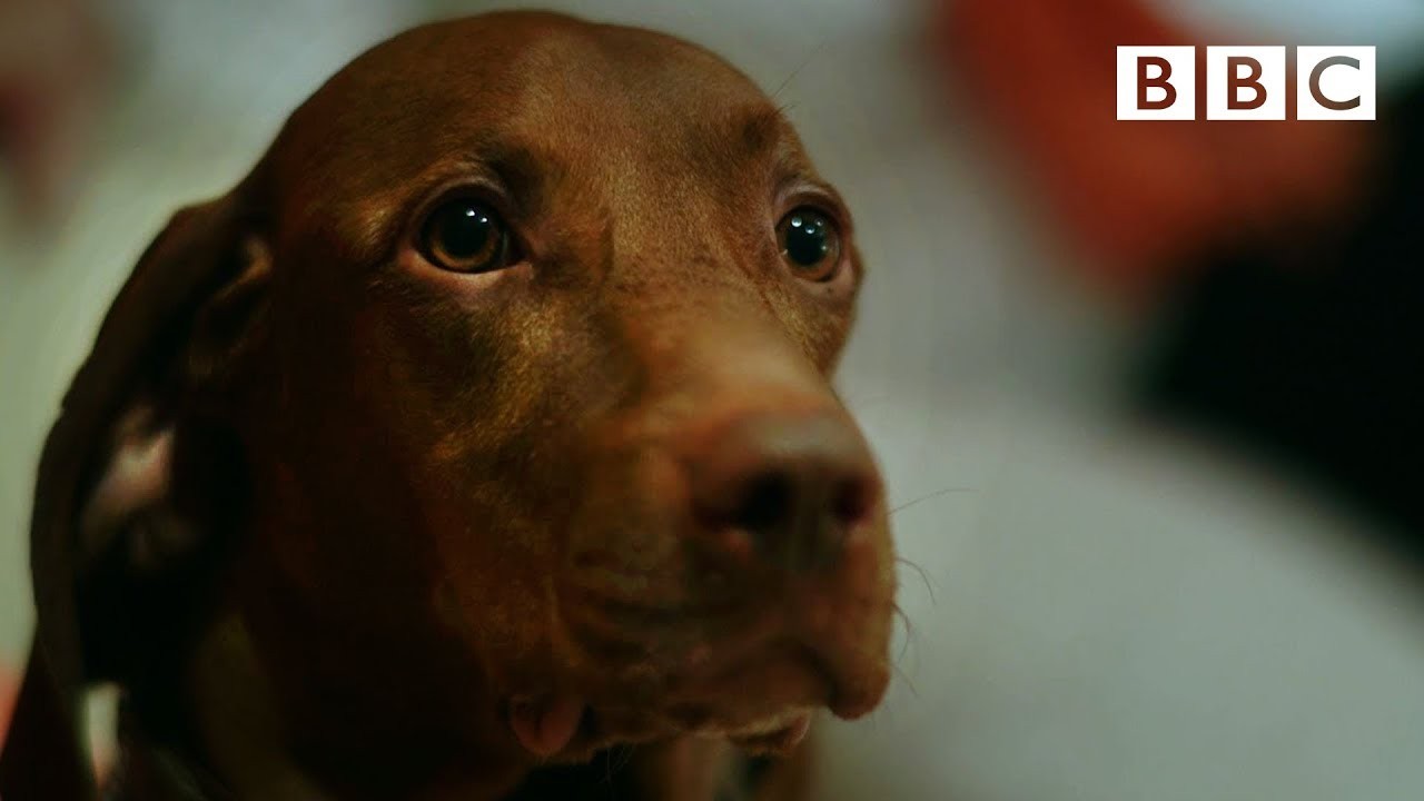 Können Hunde die Gedanken und Absichten anderer verstehen?