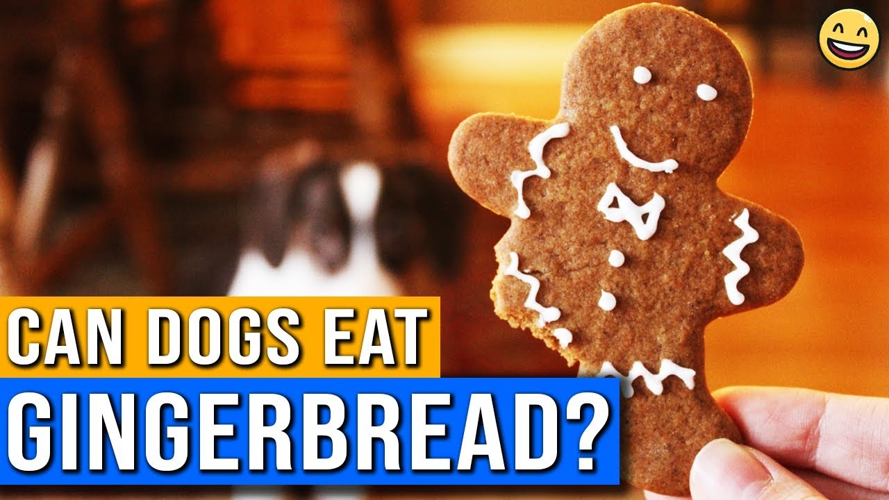 Can Dogs Eat Gingerbread Man? Discover Whether This Holiday Treat is Safe for Your Furry Friend