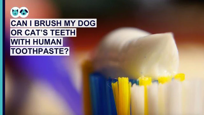 ¿Pueden los perros utilizar pasta dentífrica para bebés? Guía de salud bucodental canina