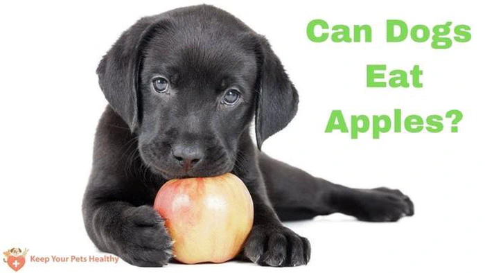 Les chiens peuvent consommer des pommes en toute sécurité : Avantages pour la santé et précautions à prendre