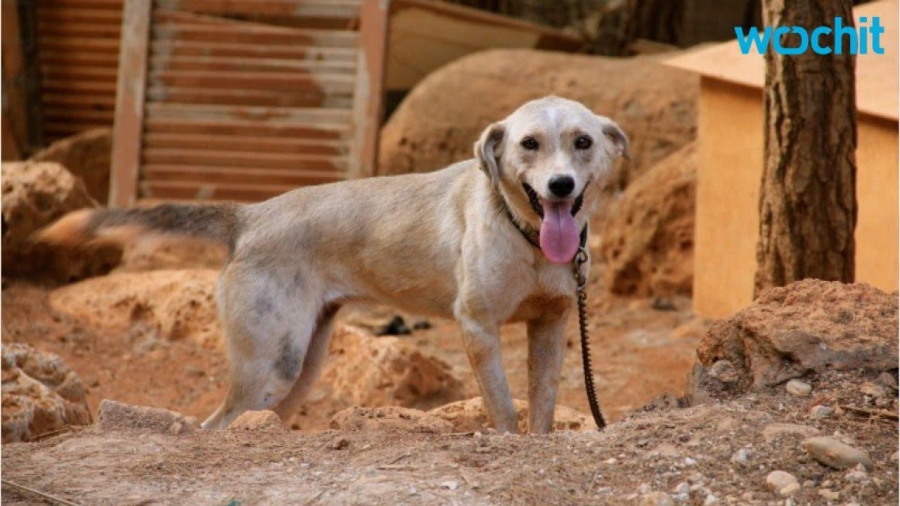 ¿Se ríen los perros? La sorprendente verdad sobre la risa canina