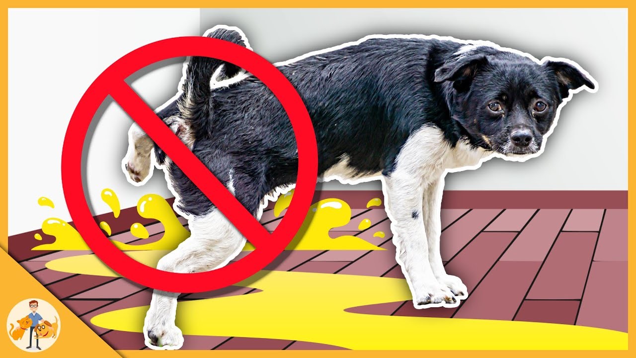 ¿Cuánto tiempo puede aguantar la vejiga un cachorro de 8 meses?
