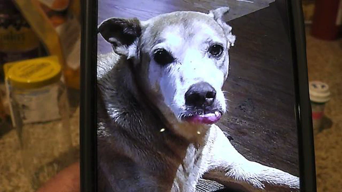 Aspettativa di vita del cane con carcinoma a cellule squamose: Cosa c'è da sapere